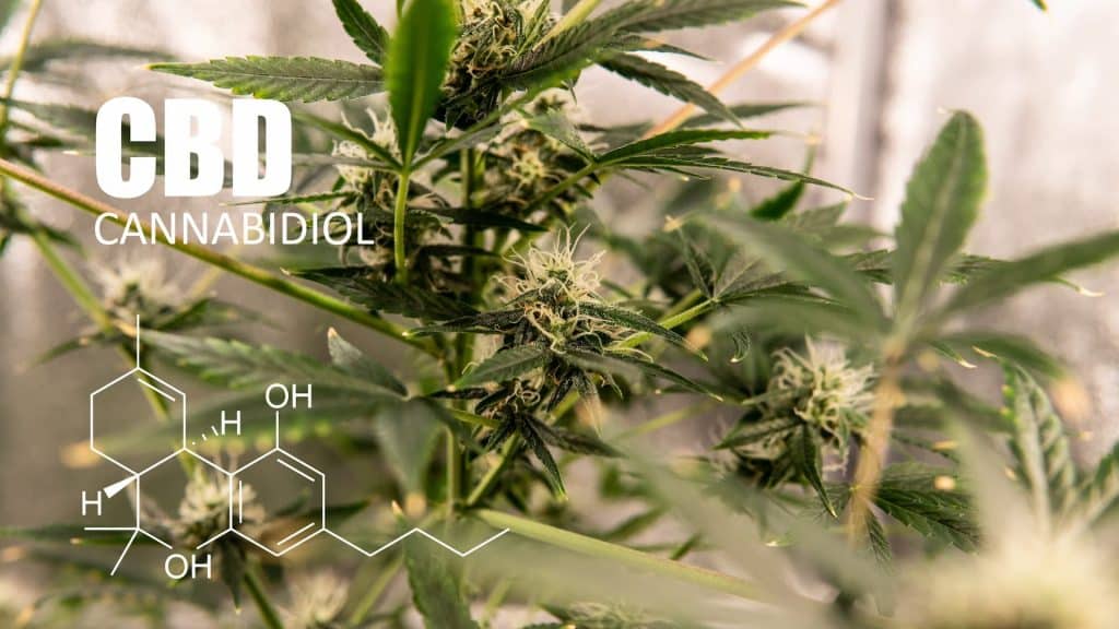 Cannabis récréatif (CBD)